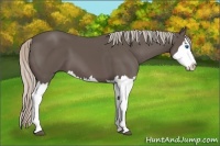 Horse Color:Silver Black Splash