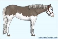 Horse Color:Silver Black Splash