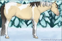 Horse Color:Amber Cream Champagne Dun Tobiano 