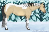 Horse Color:Buckskin Dun Tobiano