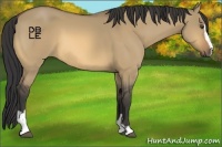 Horse Color:Buckskin Dun Sabino