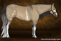 Horse Color:White Spotted Bay Dun