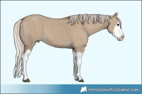 Horse Color:Silver Grullo Splash
