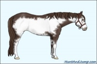 Horse Color:Liver Chestnut Sabino Frame 