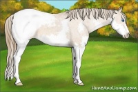 Horse Color:Bay Splash Snowcap