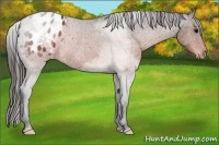 Horse Color:Brown Roan Varnish Rabicano 