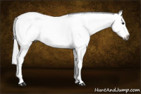 Horse Color:Gray Bay Ice Sabino Splash