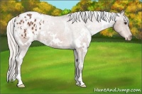 Horse Color:White Spotted Silver Bay Appaloosa