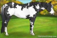 Horse Color:White Spotted Black Frame 