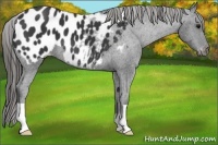 Horse Color:Black Appaloosa