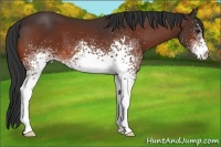 Horse Color:White Spotted Bay 
