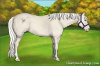 Horse Color:Cremello 