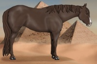 Horse Color:Liver Chestnut Splash 