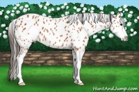 Horse Color:Bay Sabino Leopard 