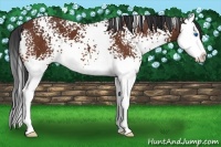 Horse Color:White Spotted Bay Splash