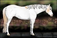 Horse Color:Gold Champagne Sabino Frame 