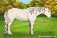 Horse Color:Perlino 
