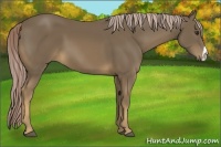 Horse Color:Chocolate Palomino 