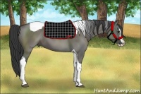 Horse Color:Grullo Splash Tobiano 