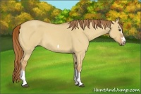 Horse Color:Red Dun Roan Splash Frame Rabicano 
