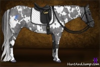 Horse Color:White Spotted Smoky Blue Roan 