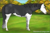 Horse Color:Black Splash