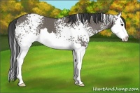 Horse Color:White Spotted Smoky Grullo Splash 