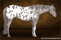 Horse Color:Liver Chestnut Near Leopard 