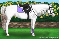 Horse Color:Red Dun Appaloosa 