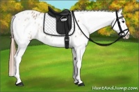 Horse Color:White Spotted Buckskin Roan Splash Appaloosa Rabicano 