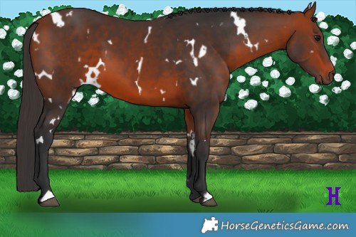 Horse Color:White Spotted Bay 