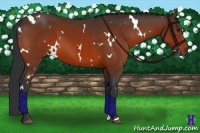 Horse Color:White Spotted Bay 