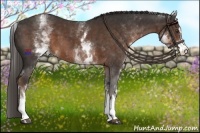 Horse Color:White Spotted Liver Chestnut Sabino 
