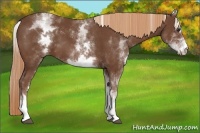 Horse Color:White Spotted Chestnut Sabino