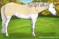 Horse Color:Silver Classic Champagne Dun Splash 