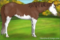 Horse Color:Chestnut Splash