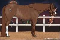 Horse Color:Chestnut Rabicano 