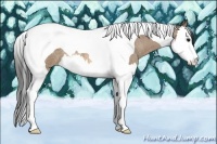 Horse Color:Buckskin Roan Splash Tobiano 