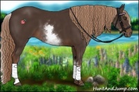 Horse Color:White Spotted Liver Chestnut Sabino 