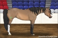 Horse Color:Bay Dun 