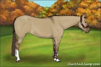 Horse Color:Liver Red Dun 