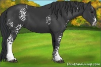 Horse Color:White Spotted Black