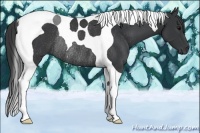 Horse Color:Black Tobiano Rabicano