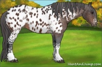Horse Color:White Spotted Bay Appaloosa 