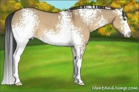 Horse Color:White Spotted Bay Dun Splash 