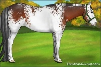 Horse Color:White Spotted Bay Sabino