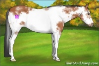 Horse Color:White Spotted Bay Sabino Frame