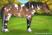 Horse Color:White Spotted Buckskin