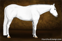 Horse Color:Gray White Spotted Black 
