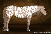 Horse Color:Black Pearl Sabino Appaloosa